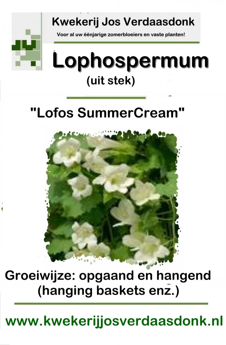 200 lophospermum summer cream